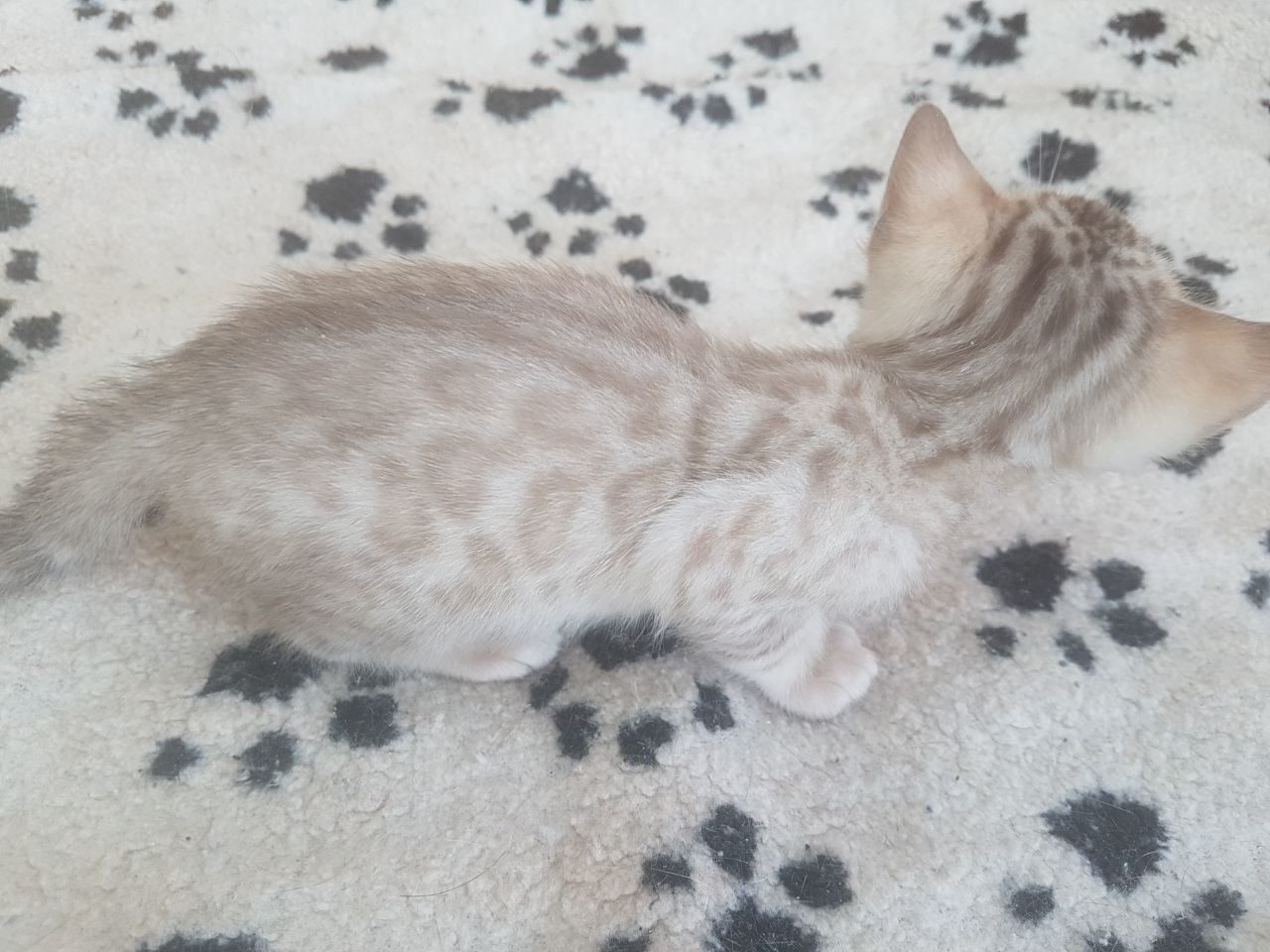Photo 2 of Sargent-SOLD the Bengal kitten.