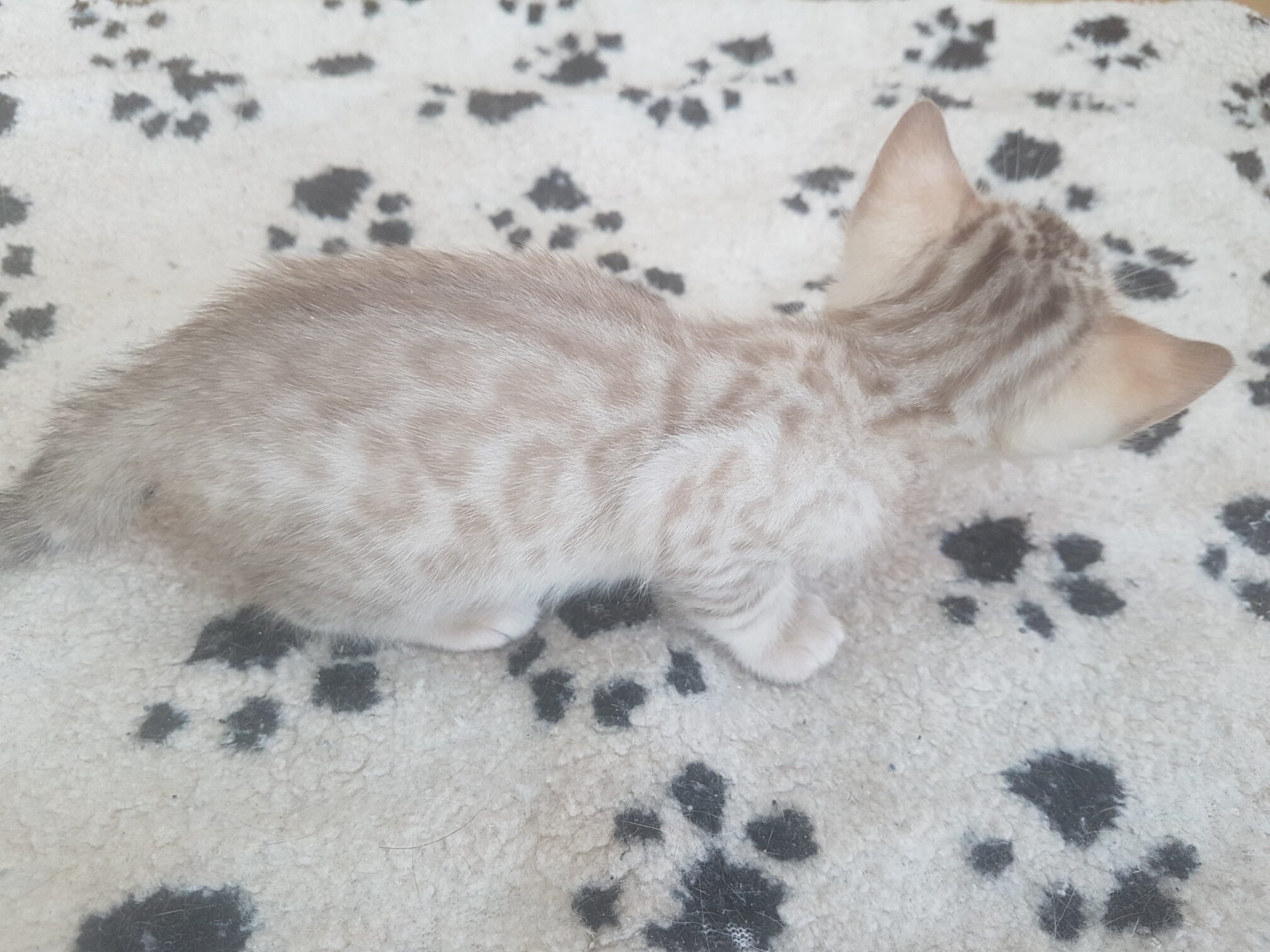 Photo 1 of Sargent-SOLD the Bengal kitten.