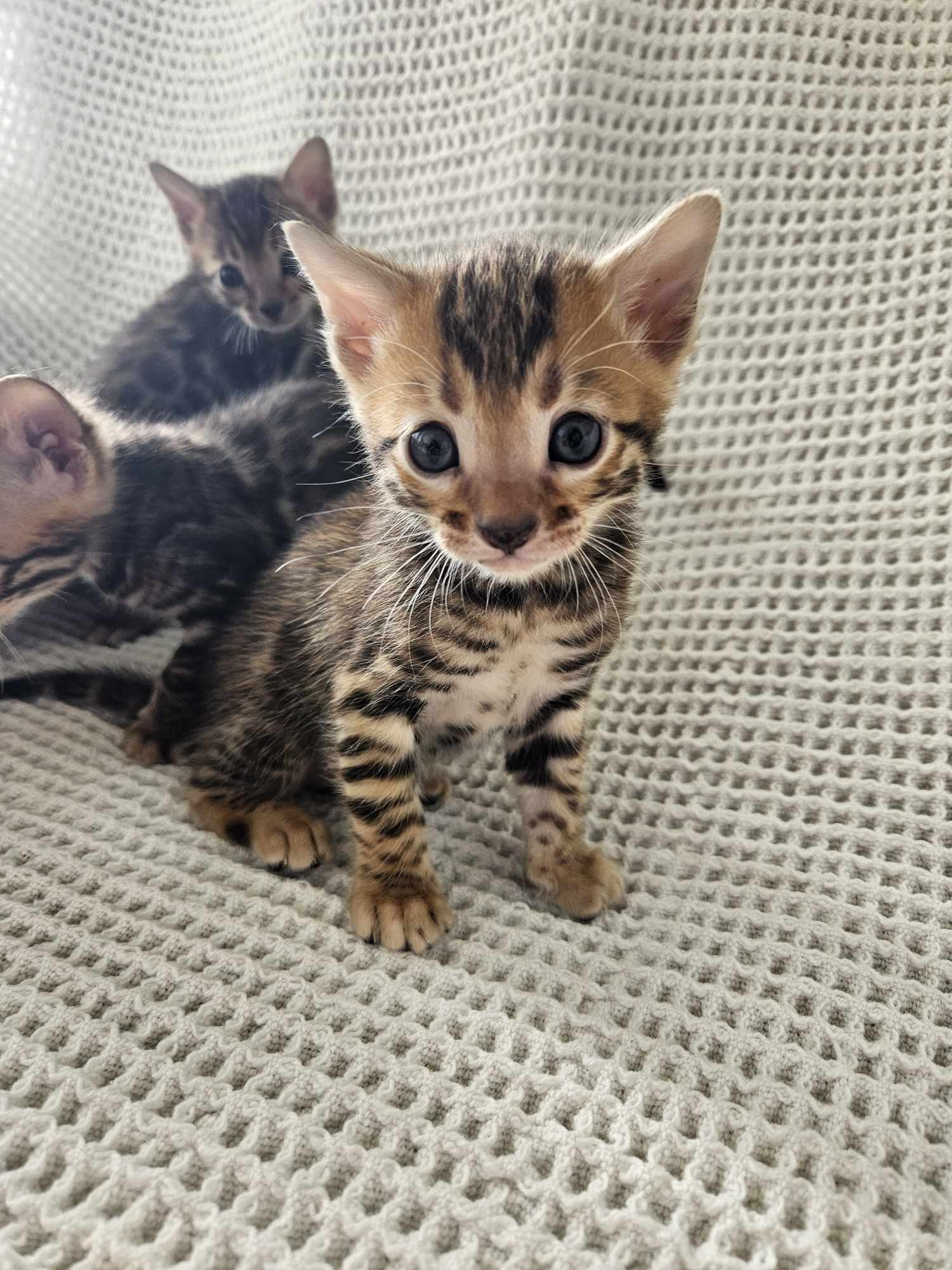 Photo 3 of A taste of Sunshine the Bengal kitten.