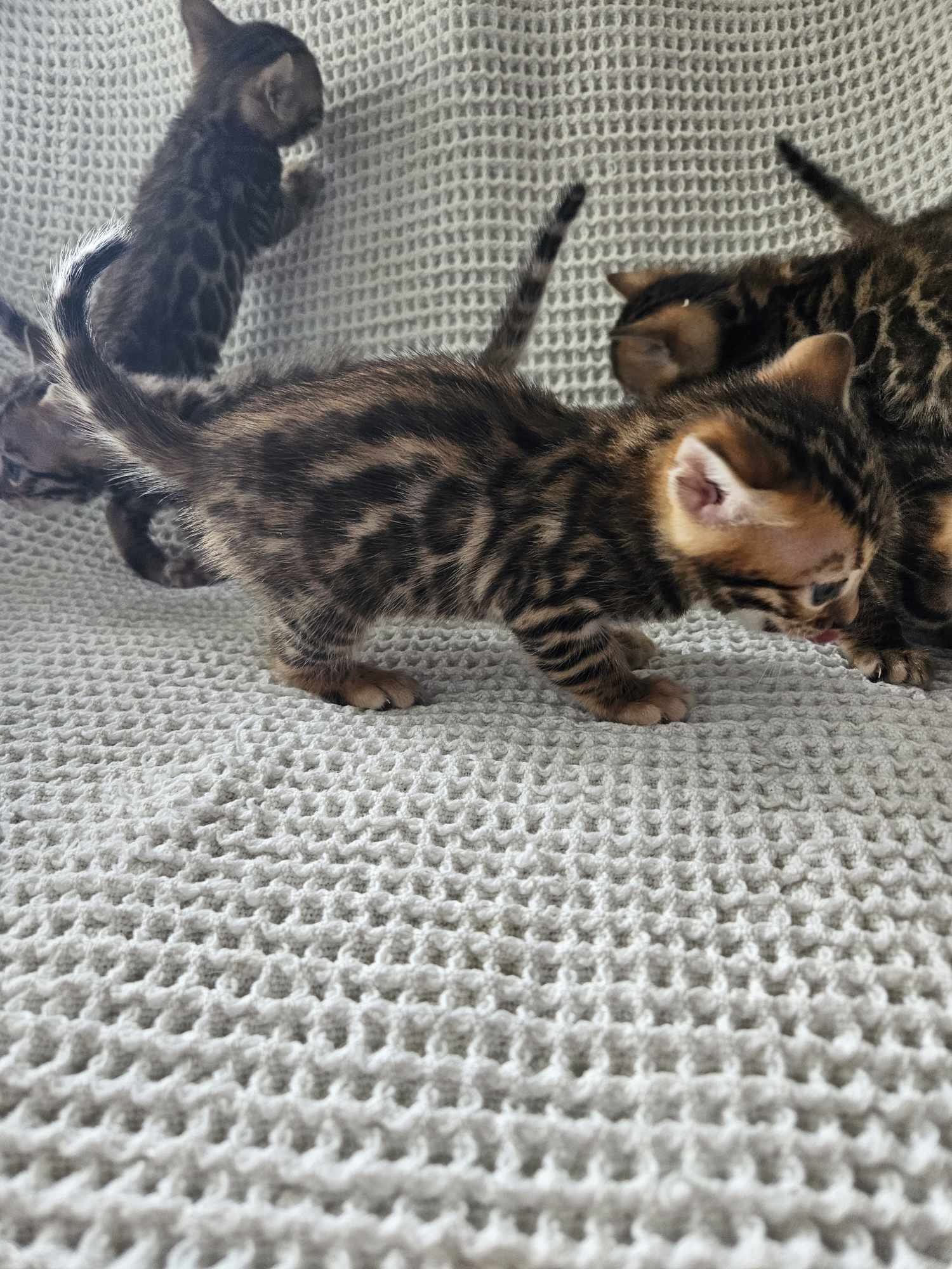 Photo 4 of A taste of Sunshine the Bengal kitten.