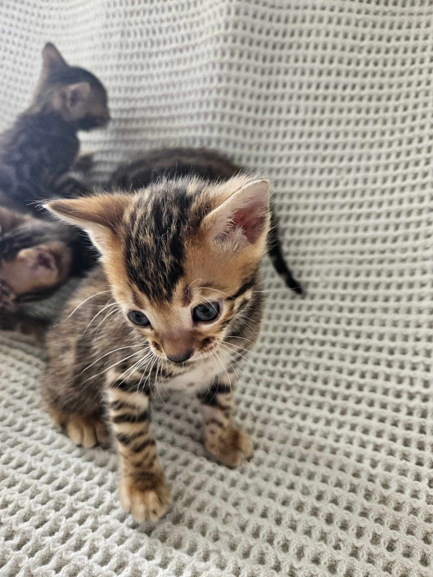 Photo 5 of A taste of Sunshine the Bengal kitten.