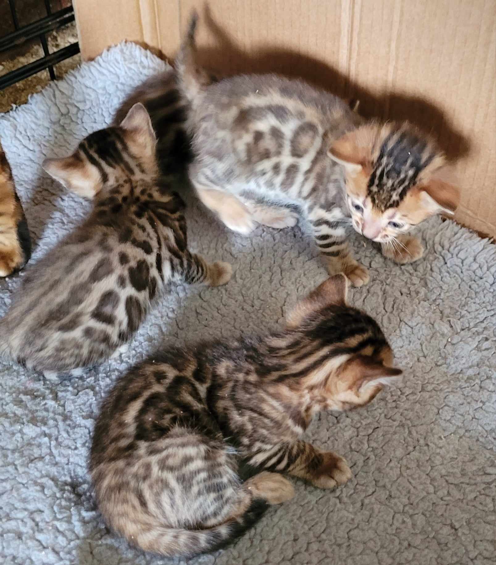 Photo 1 of A taste of Sunshine the Bengal kitten.