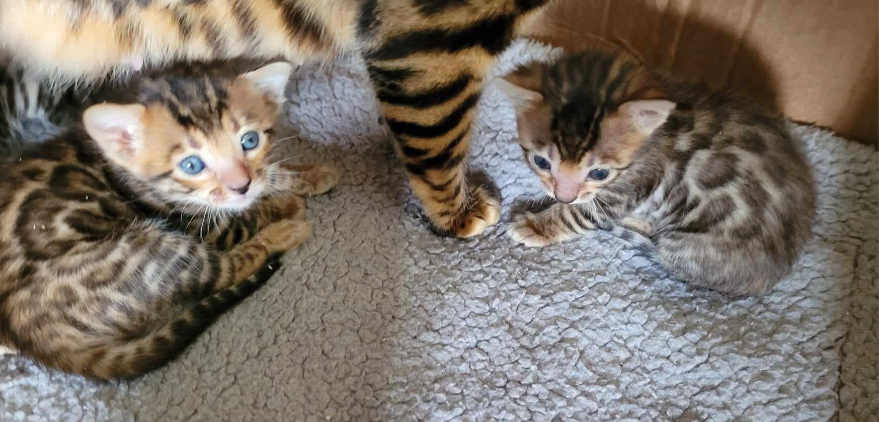 Photo 2 of A taste of Sunshine the Bengal kitten.