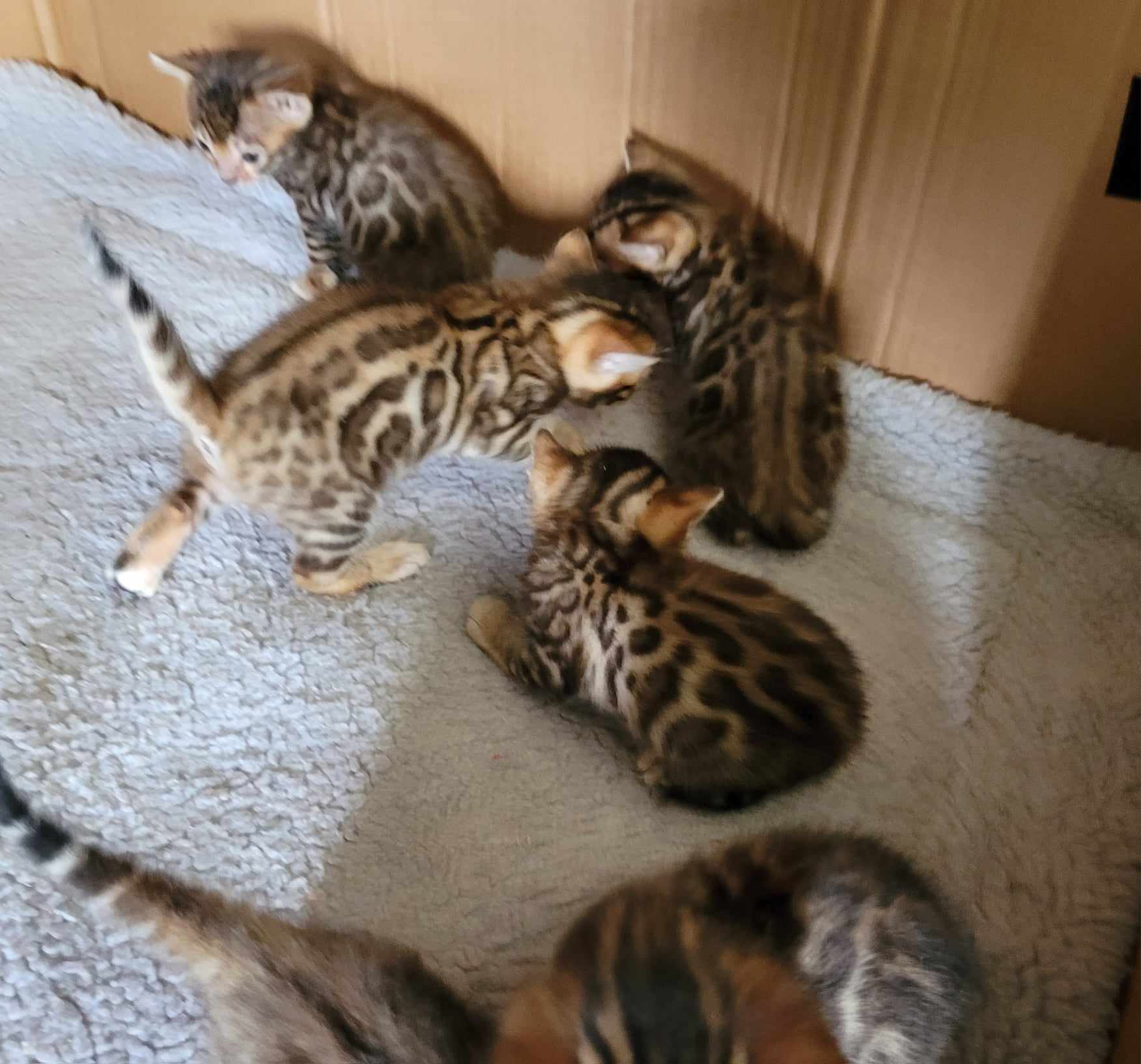 Photo 7 of A taste of Sunshine the Bengal kitten.