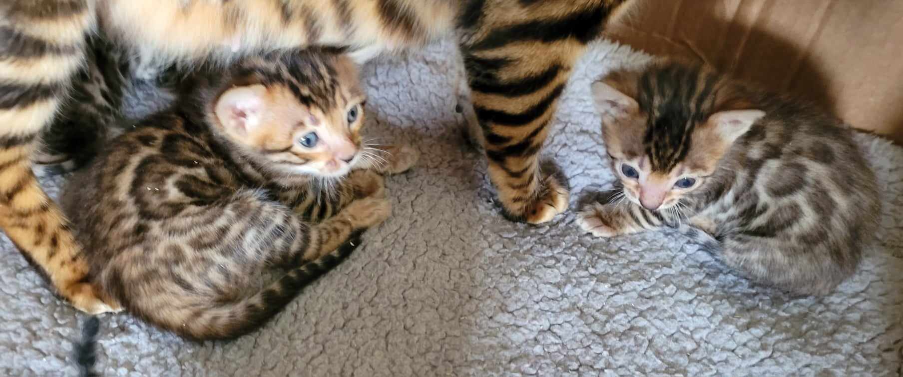Photo 6 of A taste of Sunshine the Bengal kitten.