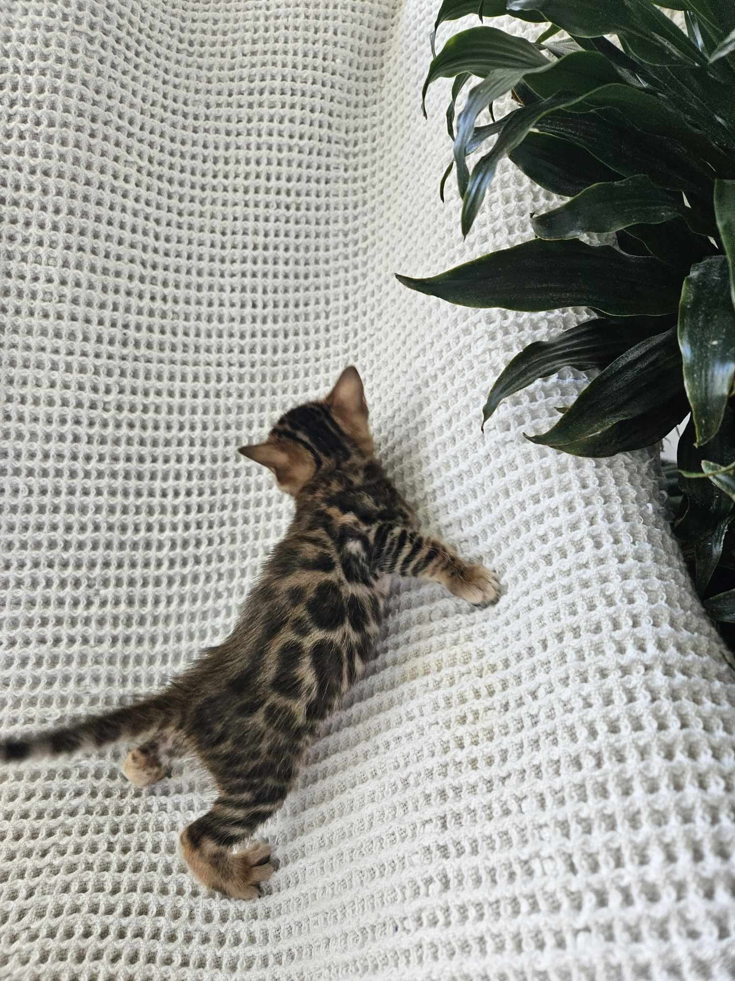 Photo 3 of You are my sunshine the Bengal kitten.
