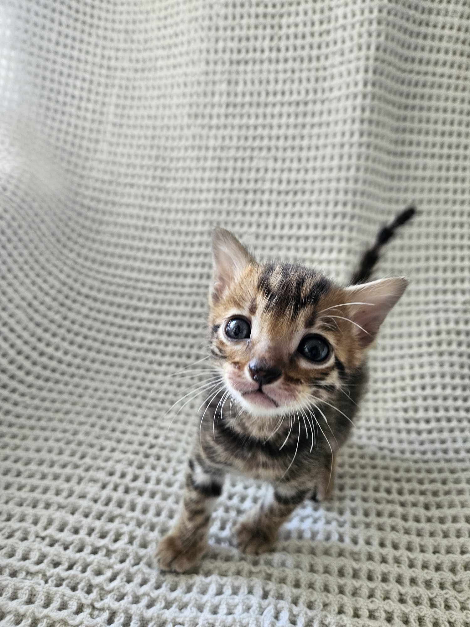 Photo 1 of You are my sunshine the Bengal kitten.