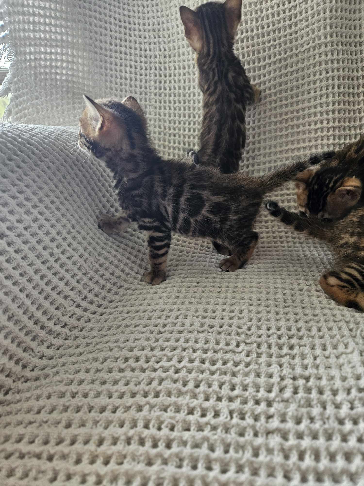 Photo 2 of You are my sunshine the Bengal kitten.