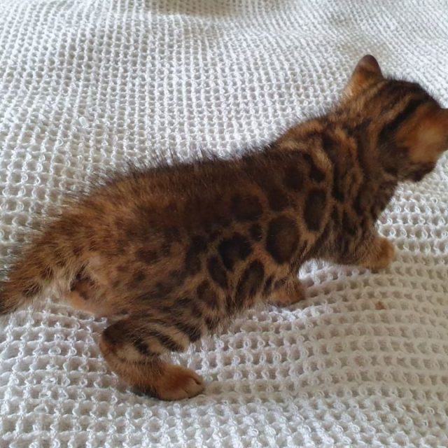 Photo 5 of James Brown-SOLD the male Bengal cat.