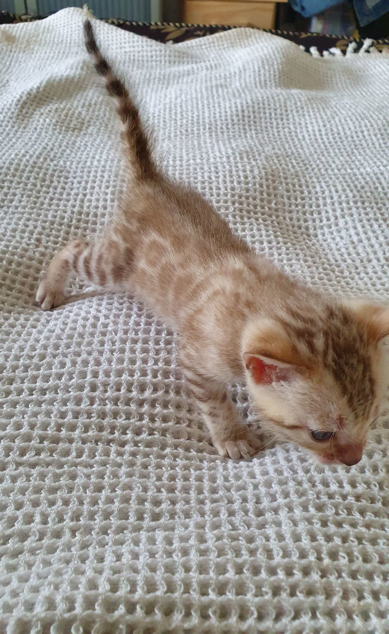 Photo 2 of Snow Flake-SOLD the Bengal kitten.