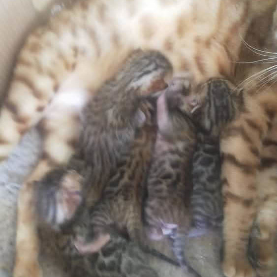 Photo 1 of Mother Mary's Bengal Kittens-Available the male Bengal cat.