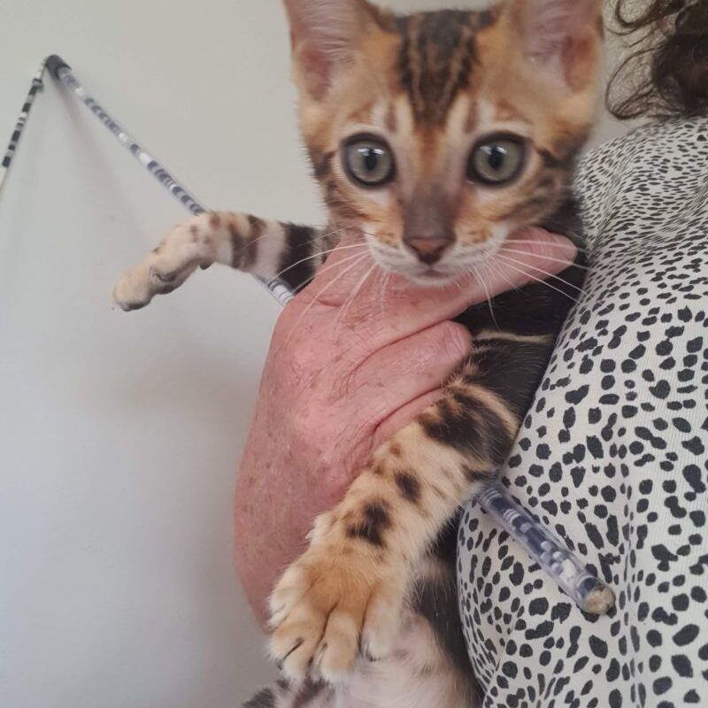 Photo 1 of Mr Marble-SOLD the male Bengal cat.