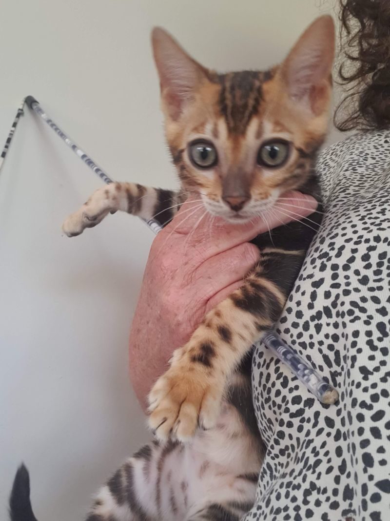 Photo 1 of Mr Marble-SOLD the Bengal kitten.