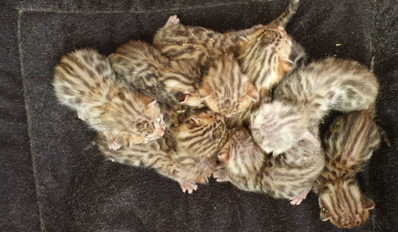 Photo 2 of Lizzys litter
