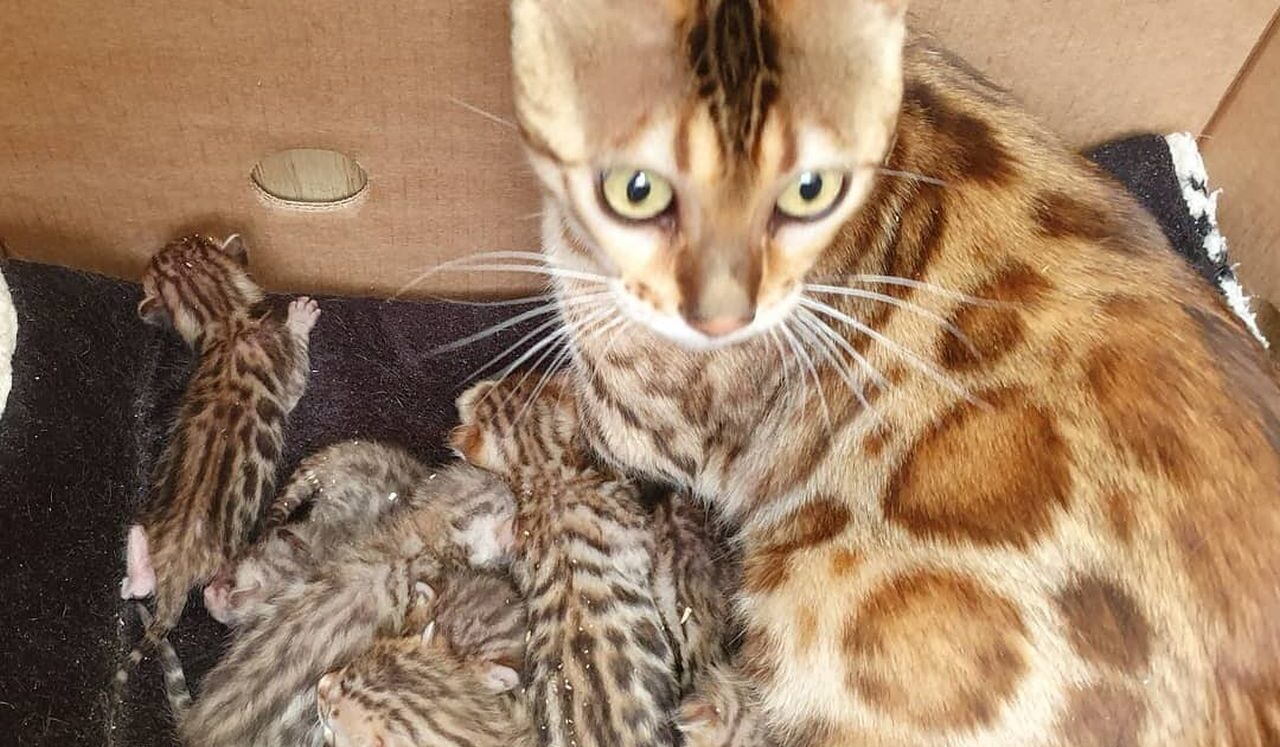 Photo 1 of Lizzys litter