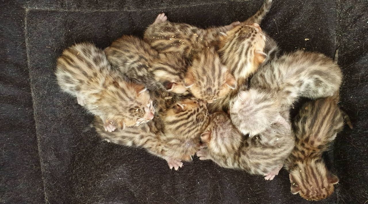 Photo 2 of Lizzys litter the Bengal kitten.
