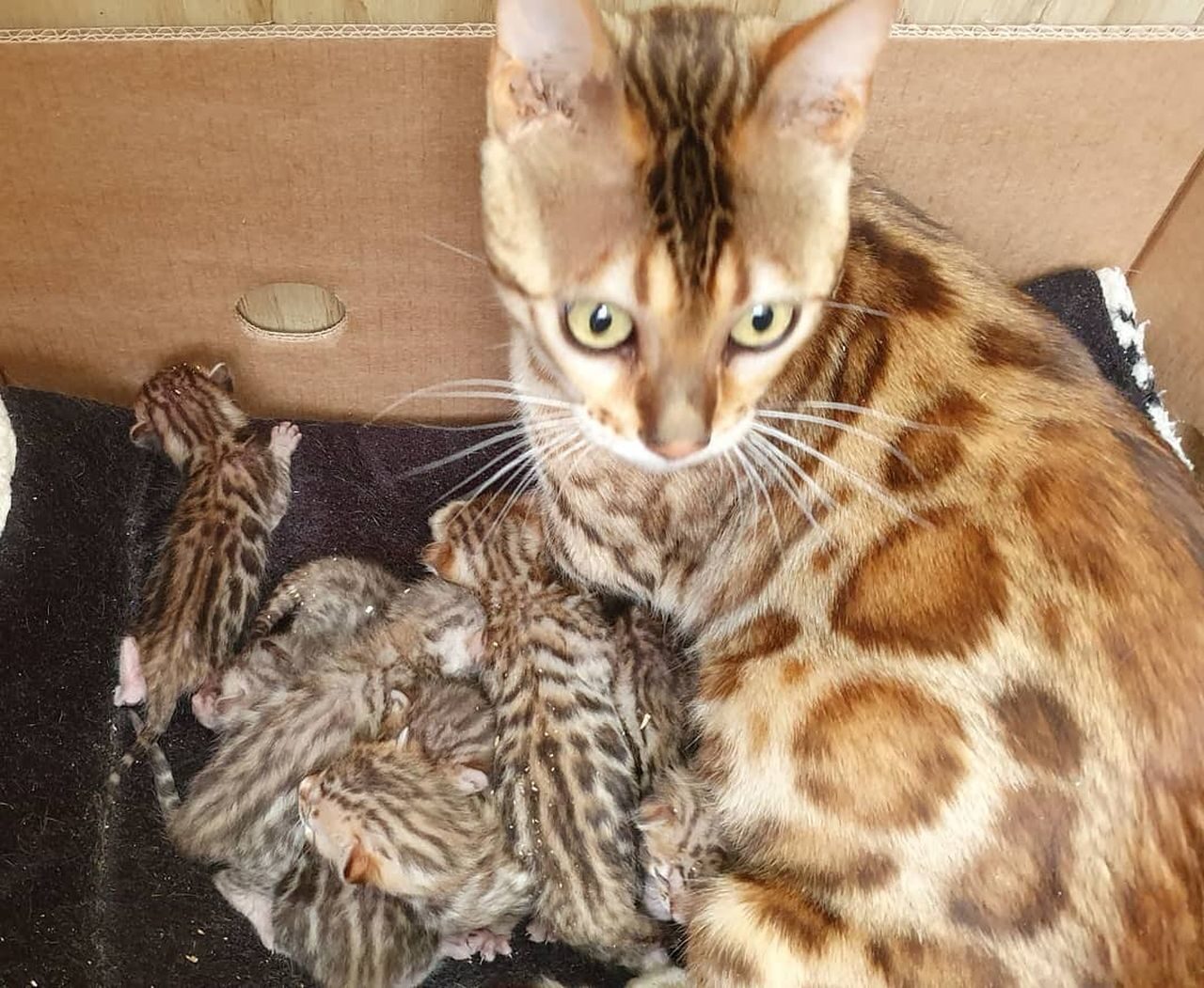 Photo 1 of Lizzys litter the Bengal kitten.