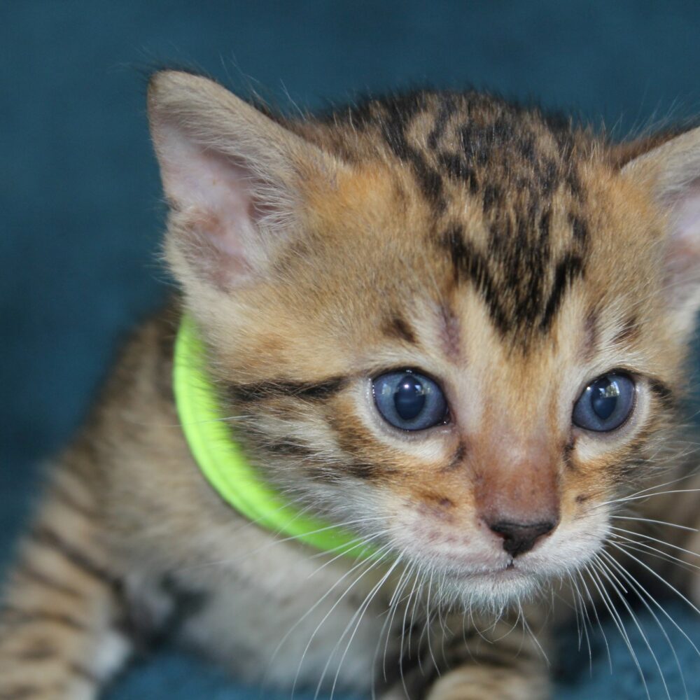 Photo 1 of Bailey the female Bengal cat.