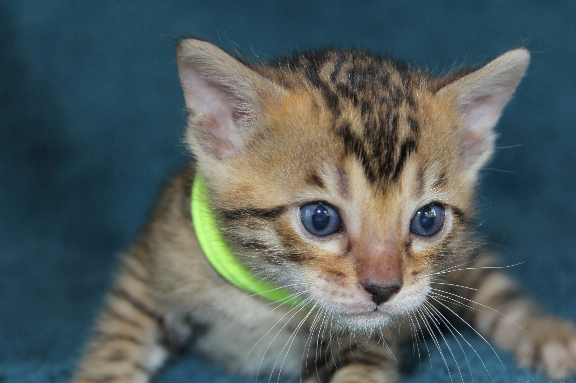 Photo 1 of Bailey the Bengal kitten.