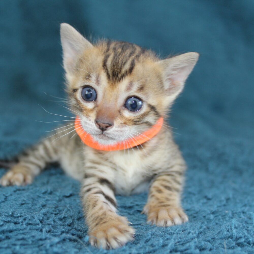 Photo 2 of Grace the female Bengal cat.