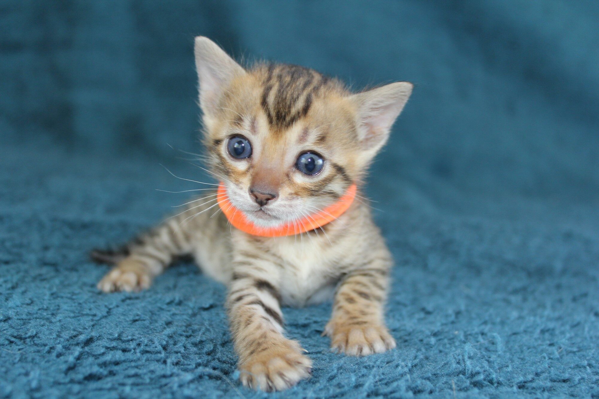 Photo 1 of Grace the Bengal kitten.