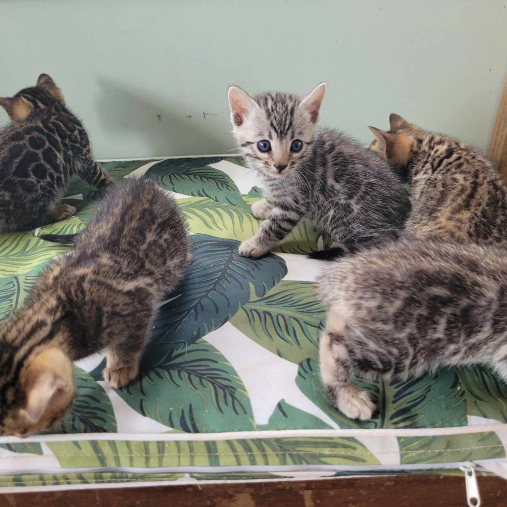 Photo 1 of Storms Beautiful Babies-sold the male Bengal cat.