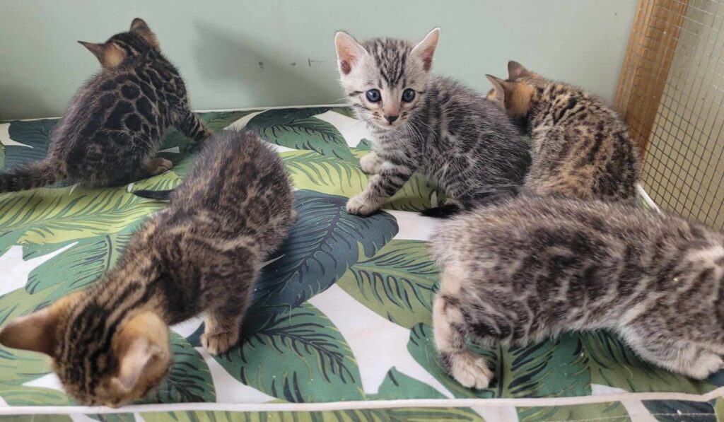 Photo 1 of Storms Beautiful Babies-sold