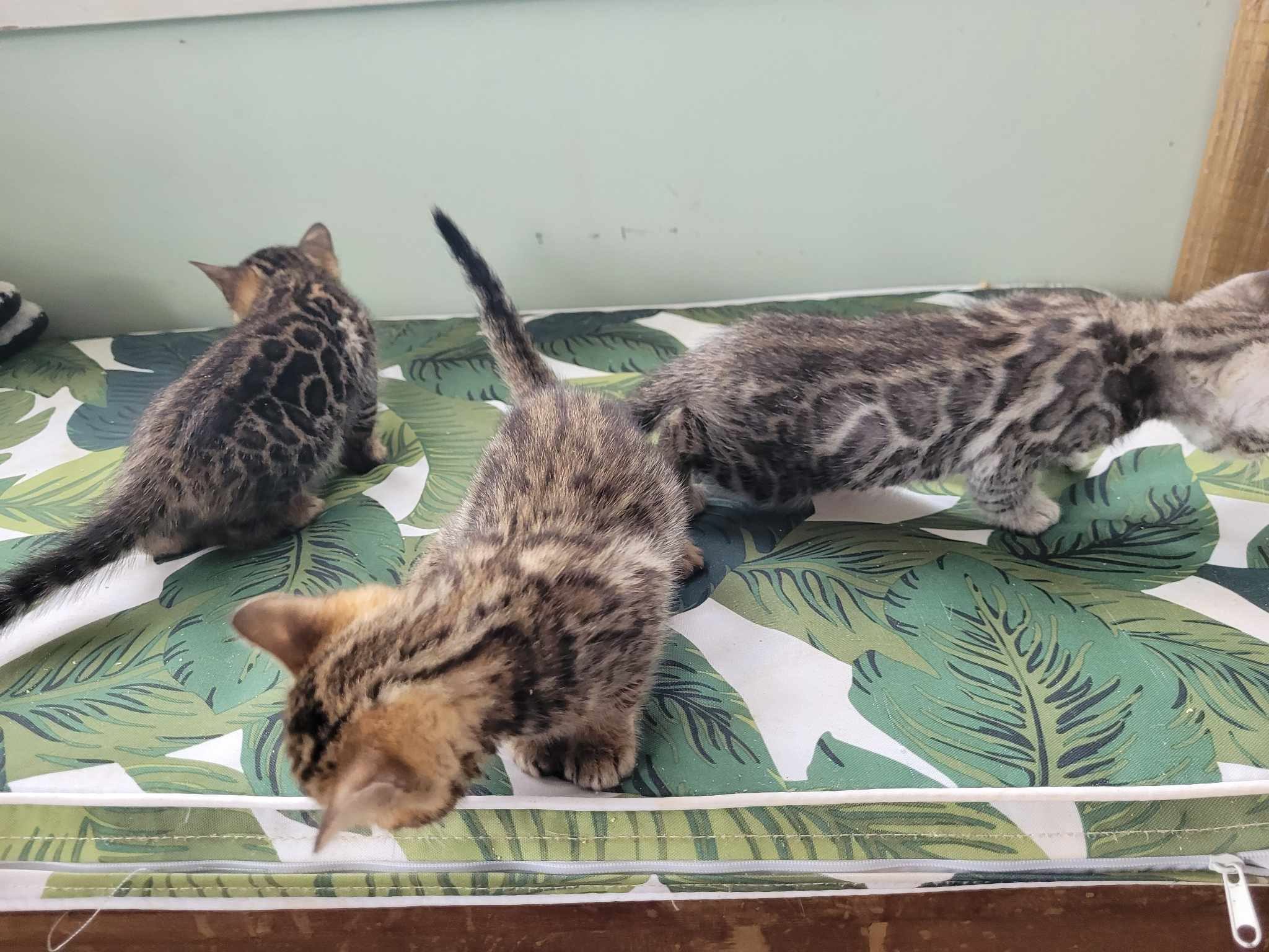 Photo 3 of Storms Beautiful Babies-sold the Bengal kitten.