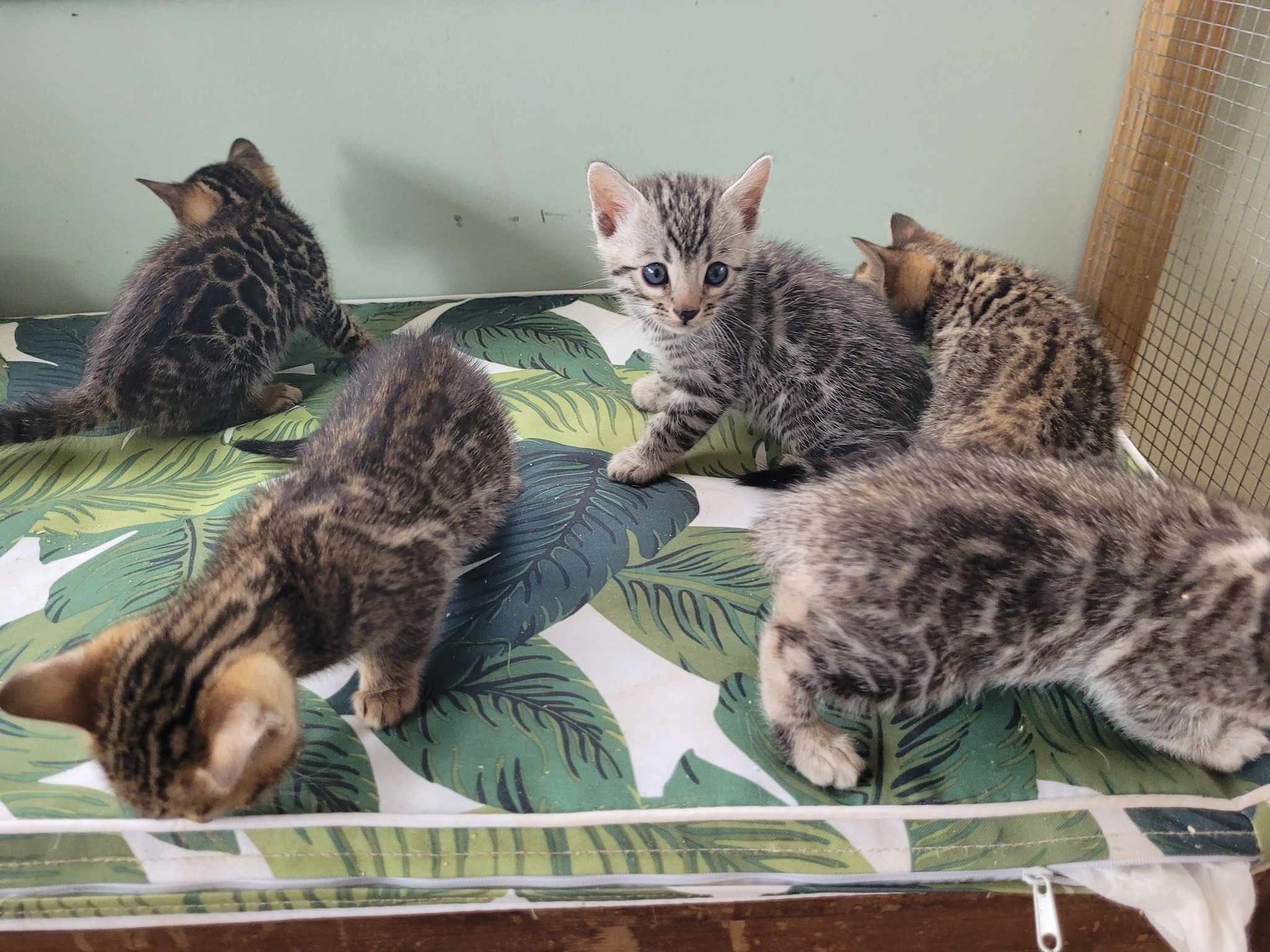 Photo 1 of Storms Beautiful Babies-sold the Bengal kitten.