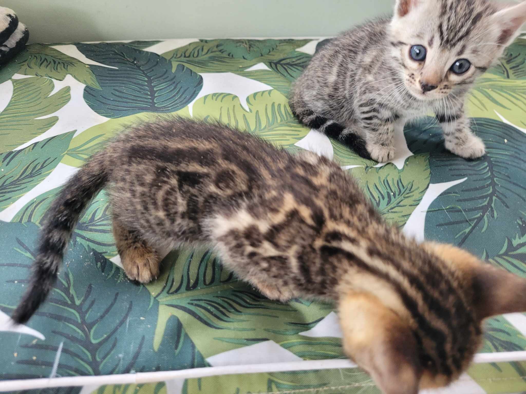 Photo 4 of Storms Beautiful Babies-sold the Bengal kitten.