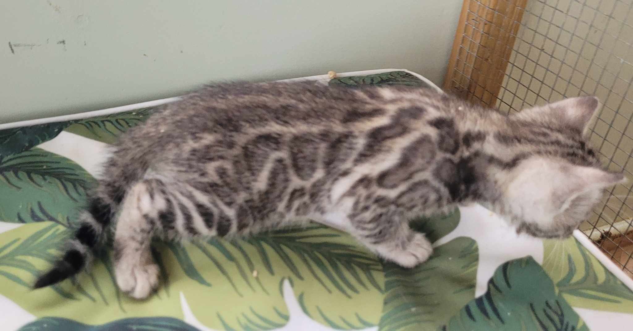 Photo 2 of Storms Beautiful Babies-sold the Bengal kitten.