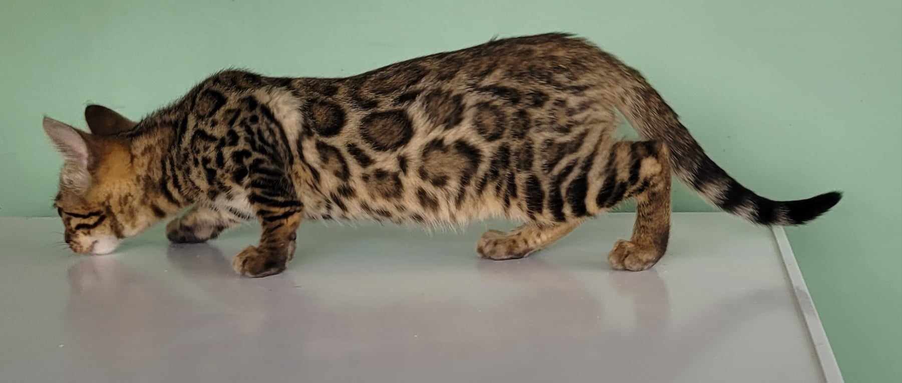 Photo 2 of Make my Day-SOLD the Bengal kitten.