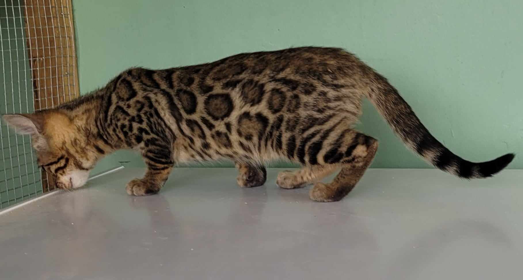 Photo 3 of Make my Day-SOLD the Bengal kitten.