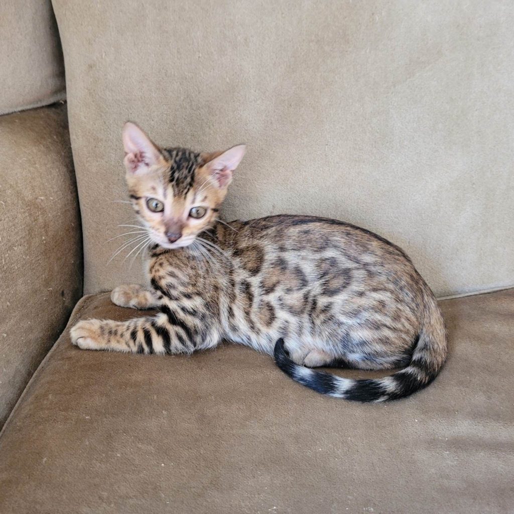 Photo 38 of Boho's dream-Sold the female Bengal cat.
