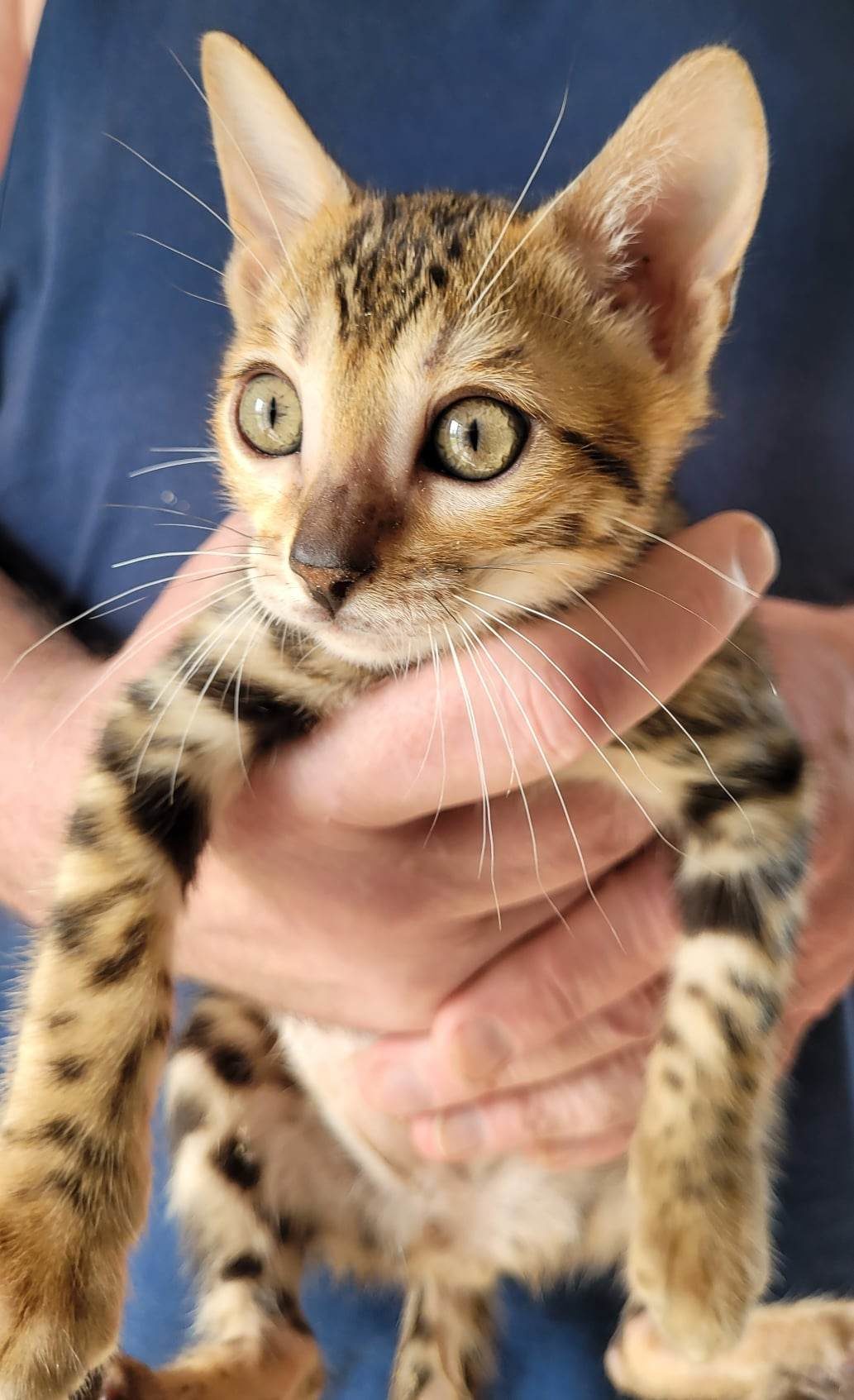 Photo 2 of Boho's dream-Sold the Bengal kitten.