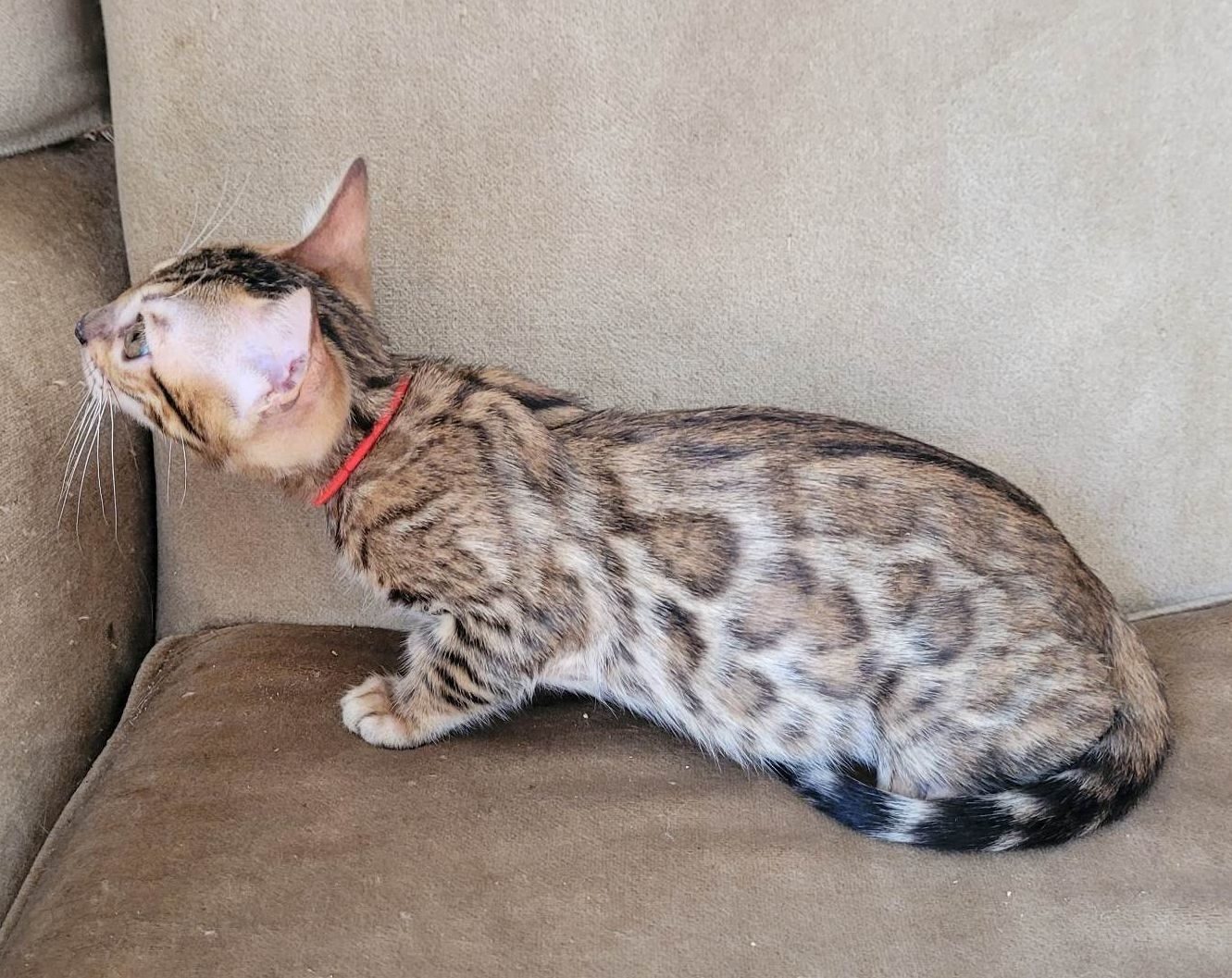 Photo 8 of Boho's dream-Sold the Bengal kitten.