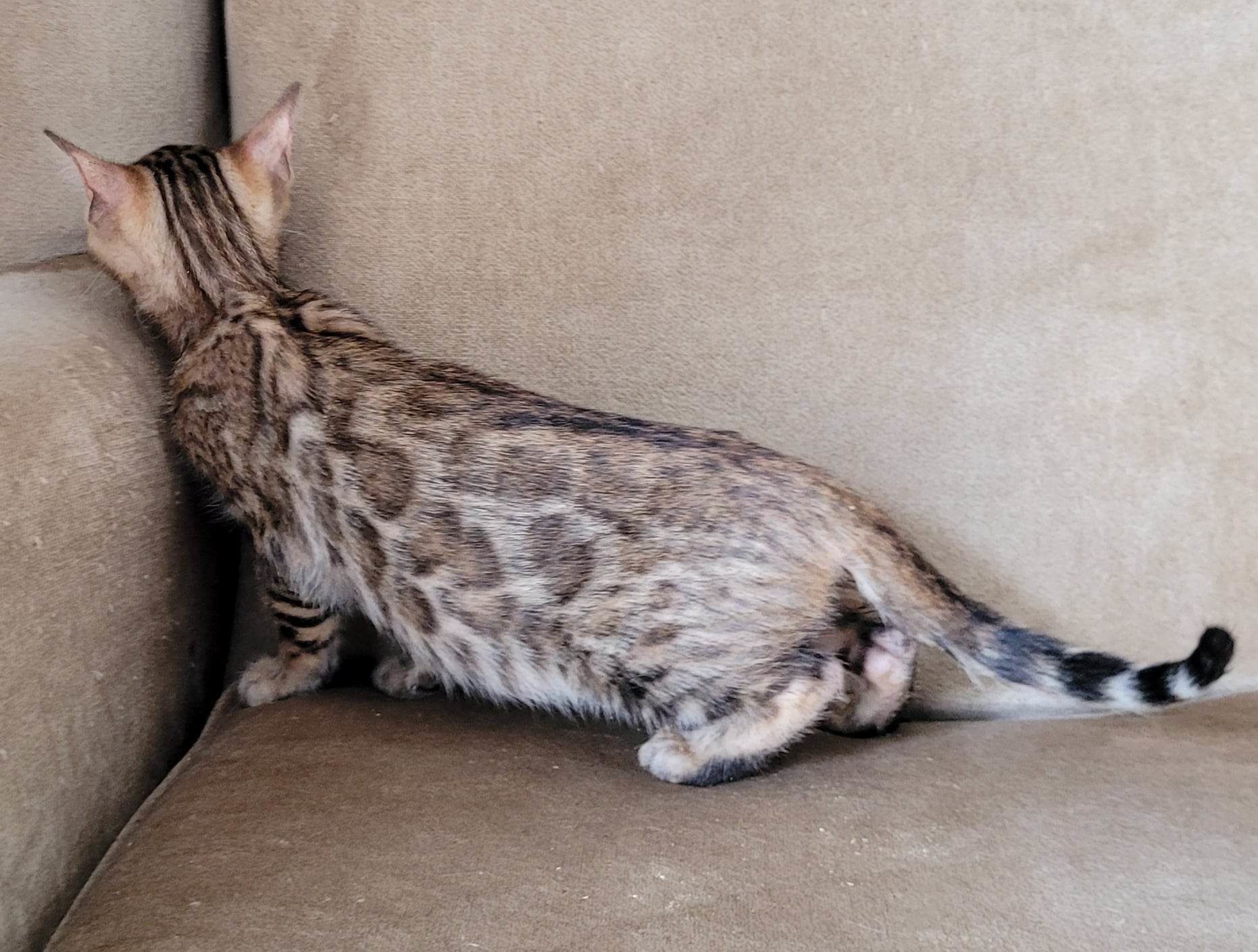 Photo 5 of Boho's dream-Sold the Bengal kitten.