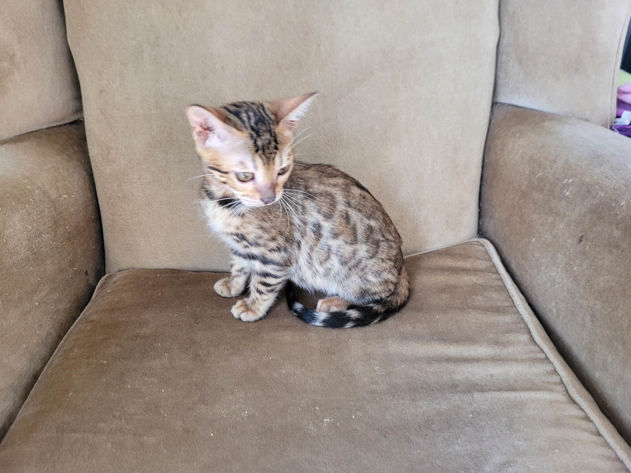Photo 3 of Boho's dream-Sold the Bengal kitten.