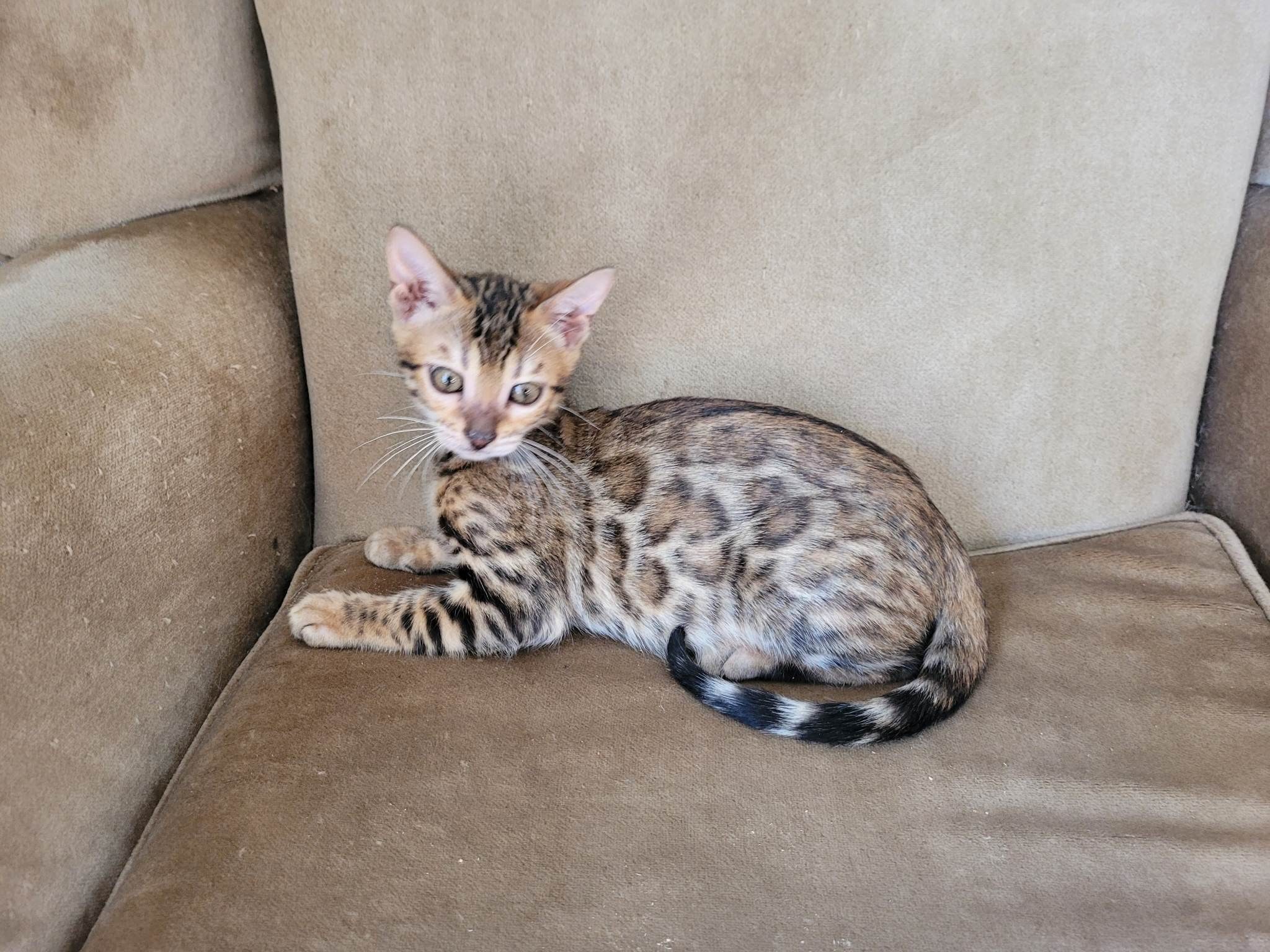 Photo 1 of Boho's dream-Sold the Bengal kitten.