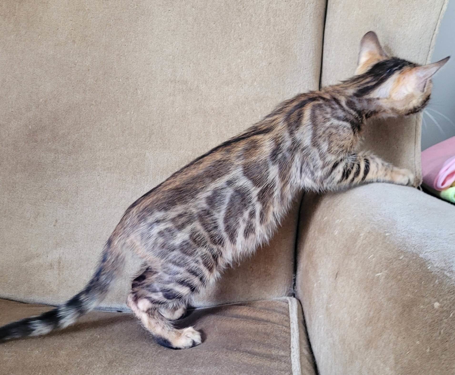 Photo 4 of Zoro-Sold the Bengal kitten.