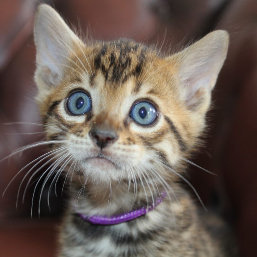 Photo 1 of Let it Loose the male Bengal cat.