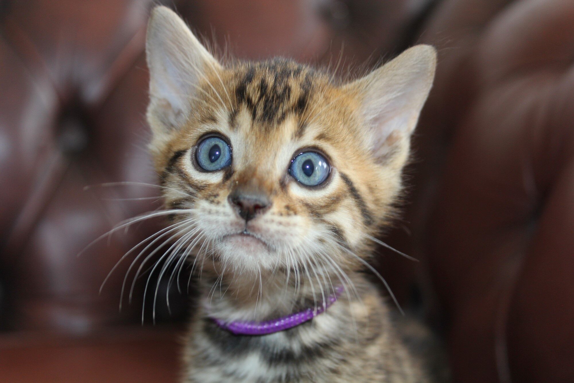Photo 1 of Let it Loose the Bengal kitten.