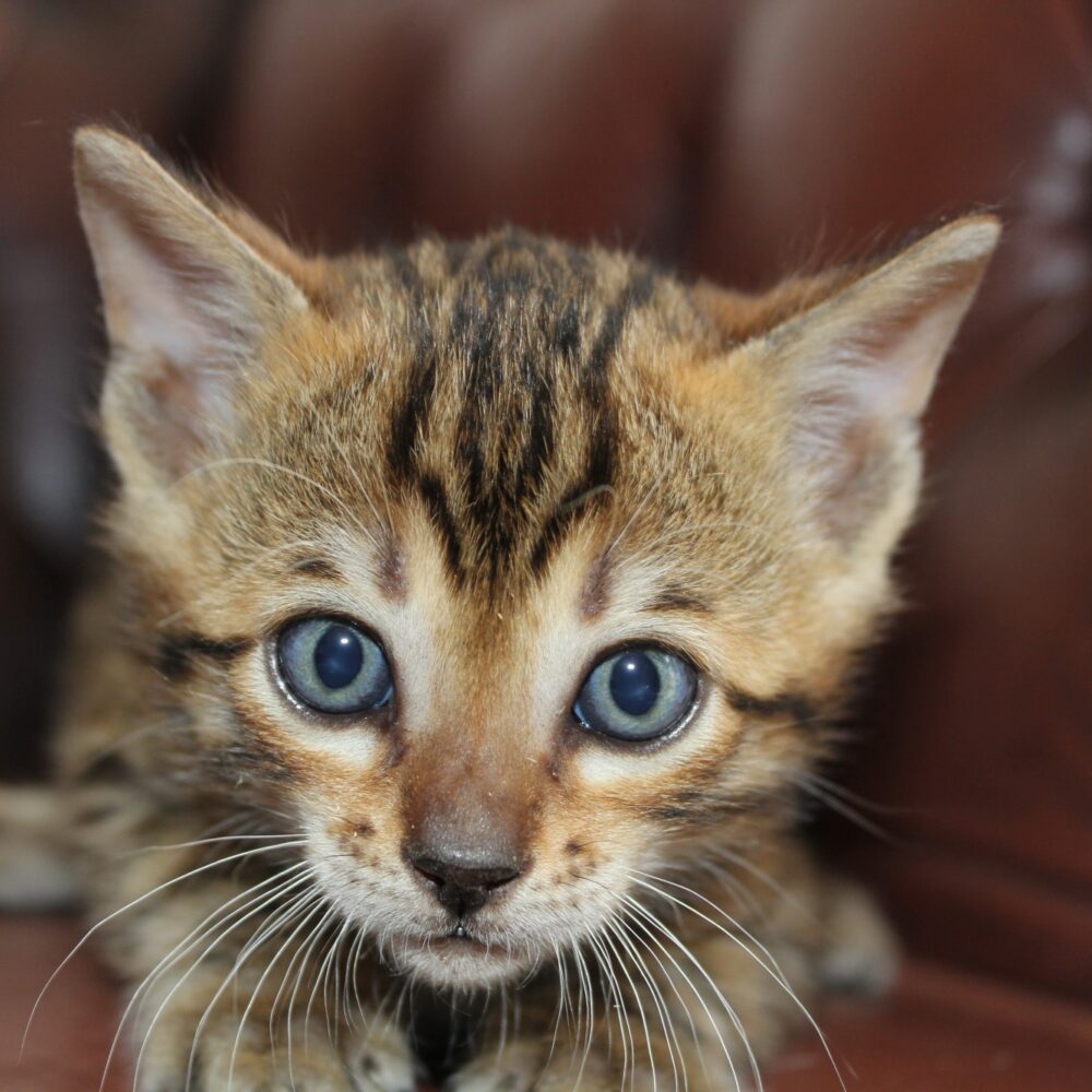Photo 2 of Like a Rolling Stone the male Bengal cat.