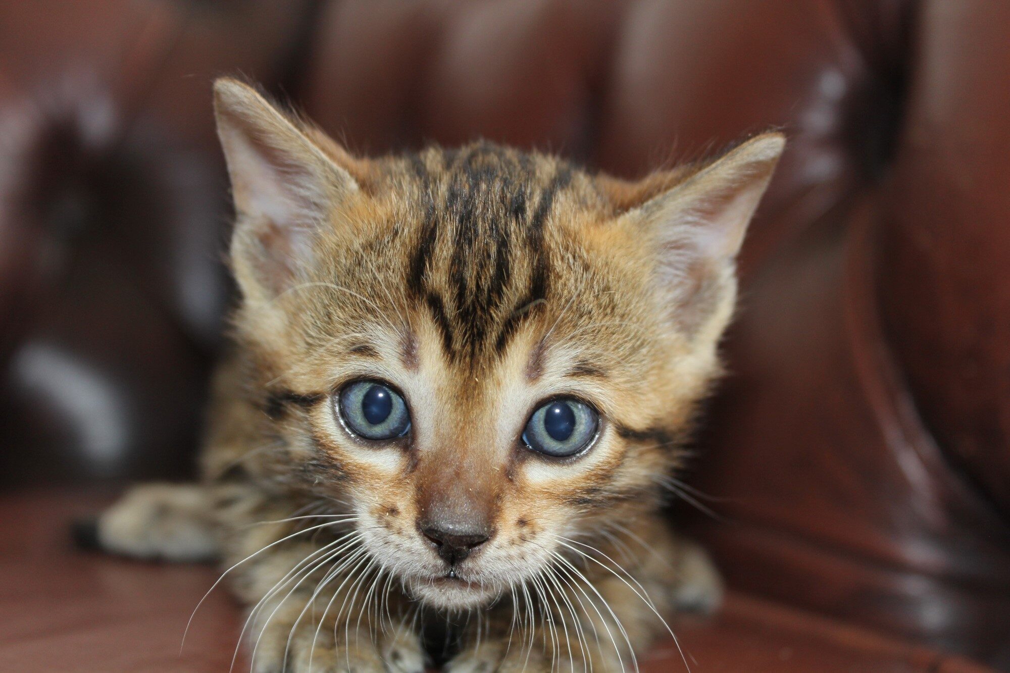 Photo 1 of Like a Rolling Stone the Bengal kitten.