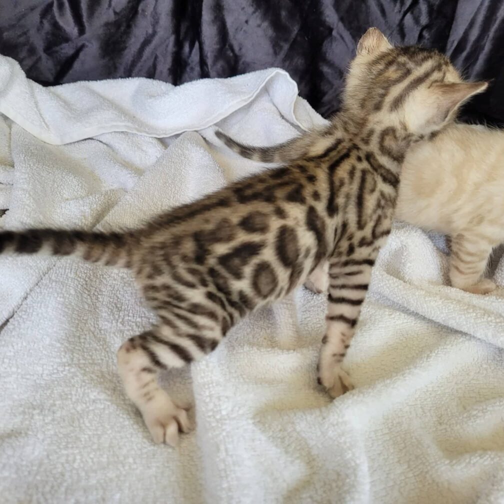 Photo 1 of Lovely Lucia Silver Boy-Sold the male Bengal cat.