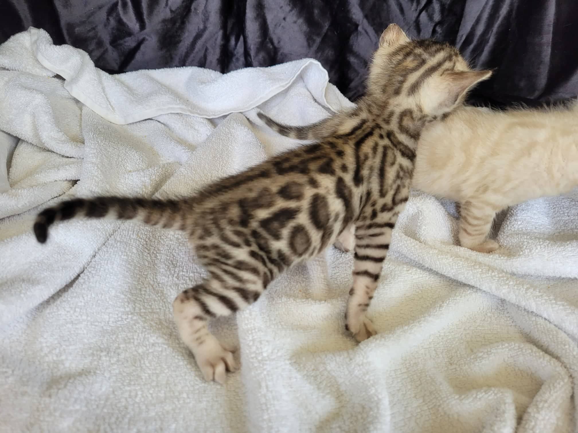 Photo 1 of Lovely Lucia Silver Boy-Sold the Bengal kitten.