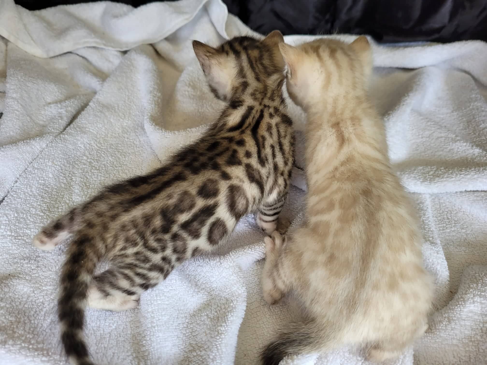 Photo 2 of Lovely Lucia Silver Boy-Sold the Bengal kitten.