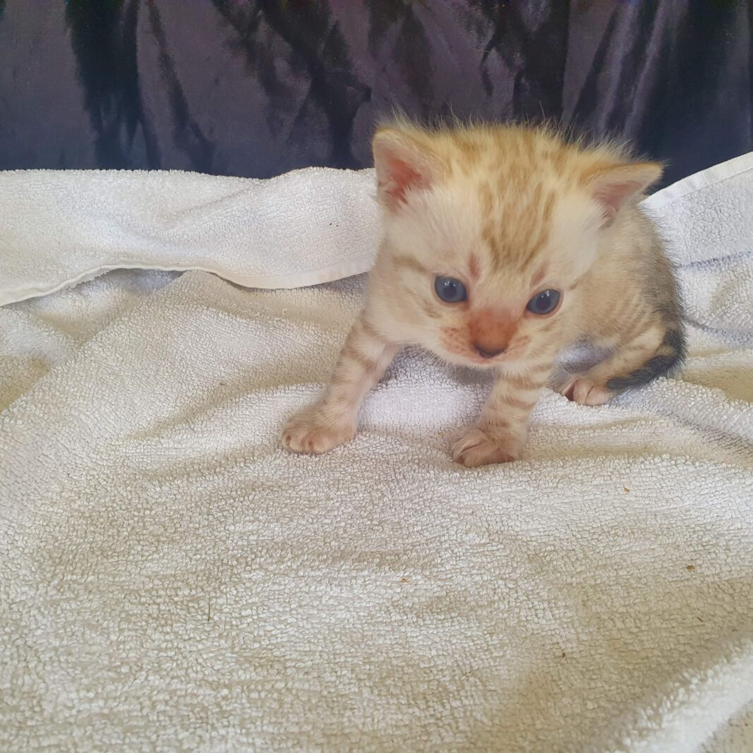 Photo 2 of Lucia's Snowflake-Sold the female Bengal cat.