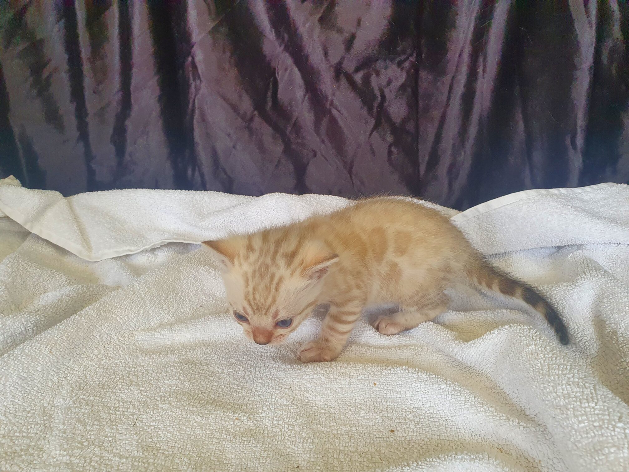 Photo 3 of Lucia's Snowflake-Sold the Bengal kitten.