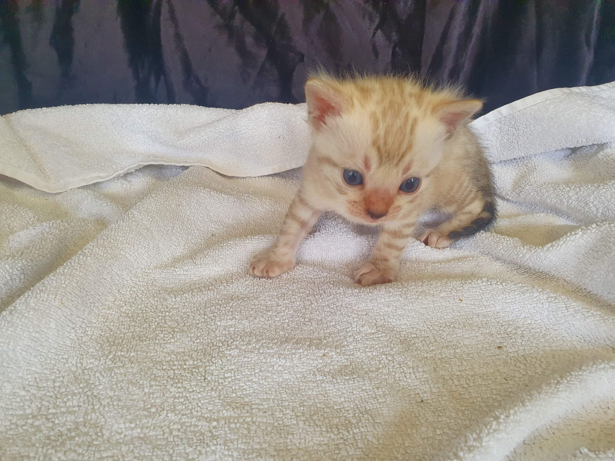 Photo 1 of Lucia's Snowflake-Sold the Bengal kitten.